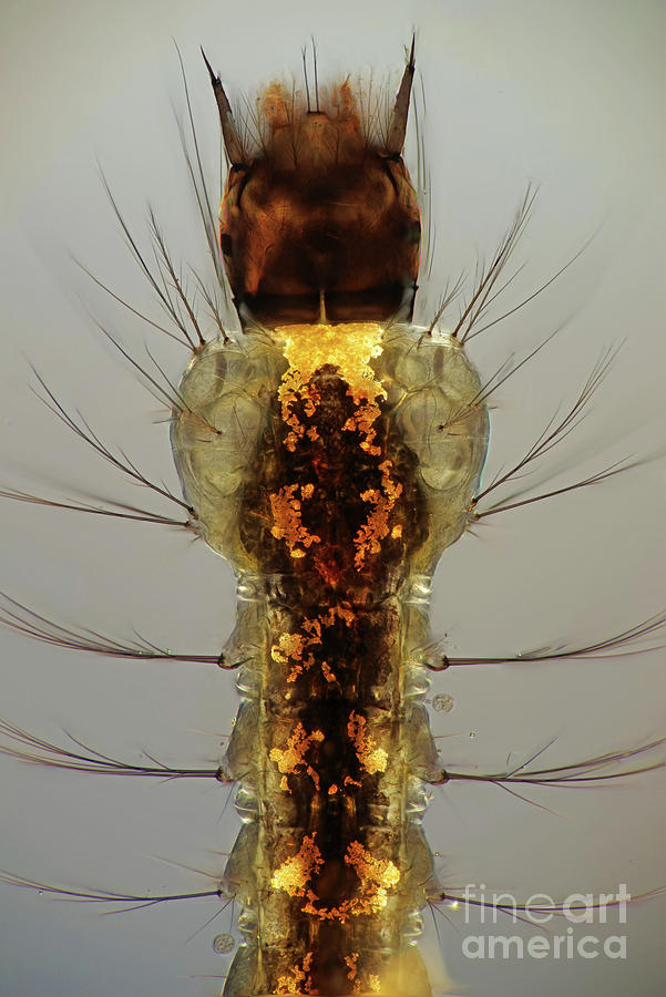 Fly Larva #5 Photograph by Marek Mis/science Photo Library
