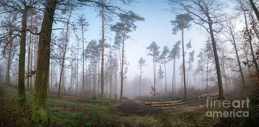 Foggy Forest #5 Photograph by Wladimir Bulgar/science Photo Library