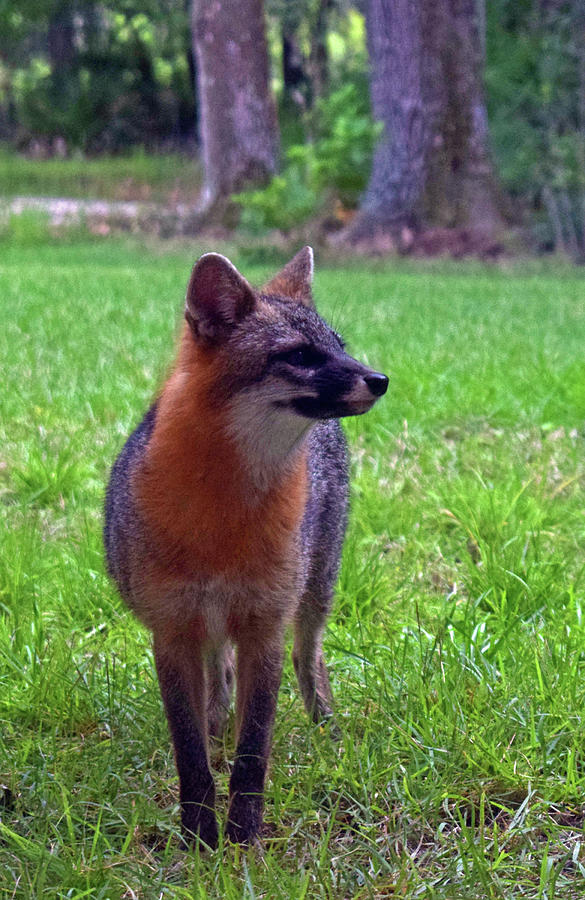 Fox #5 Photograph by Larah McElroy