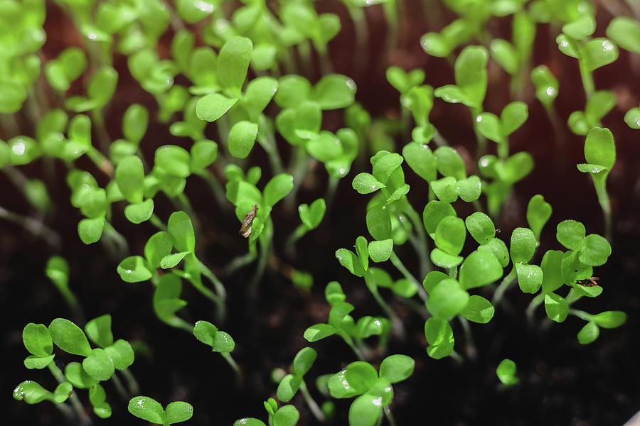 Spring Photograph - Fresh Micro Greens, Growing, Macro Photography. Green Leafs. Mixed Salad #5 by Cavan Images