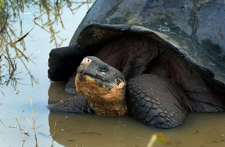 Galapagos Giant Tortoise #5 Photograph by Michael Lustbader