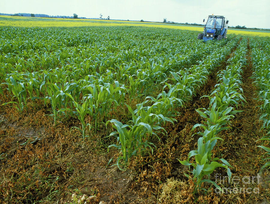 genetically modified maize experiment