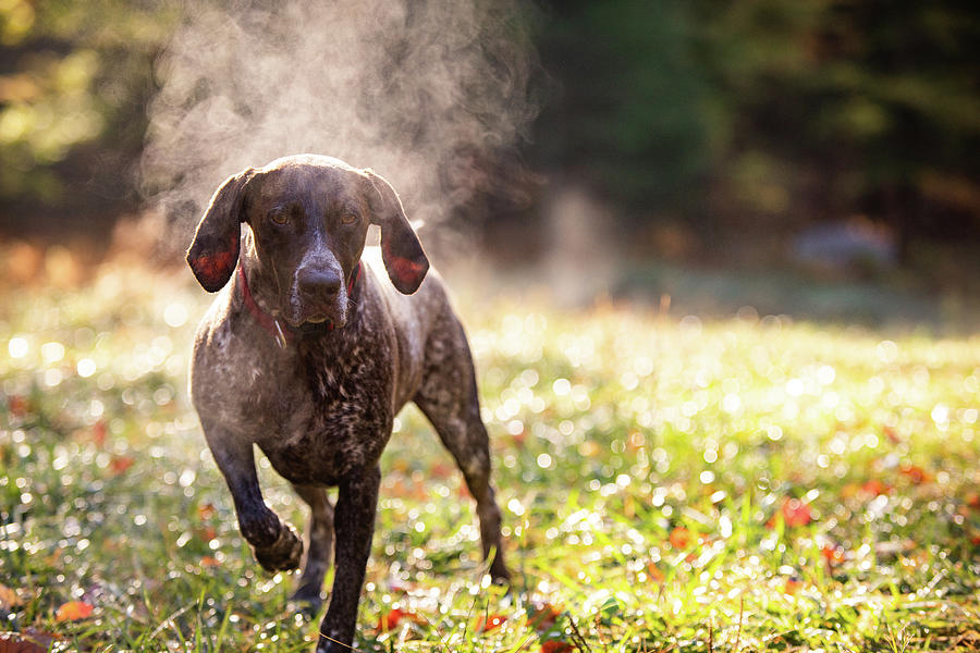 Mountain Photograph - German Shorthaired Pointer Hunting With Steam Rising On Cold Morning #5 by Cavan Images