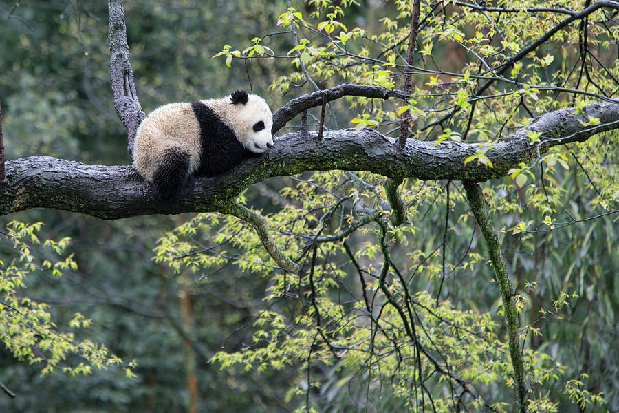 Giant Panda Cub In Tree #5 Photograph by Suzi Eszterhas