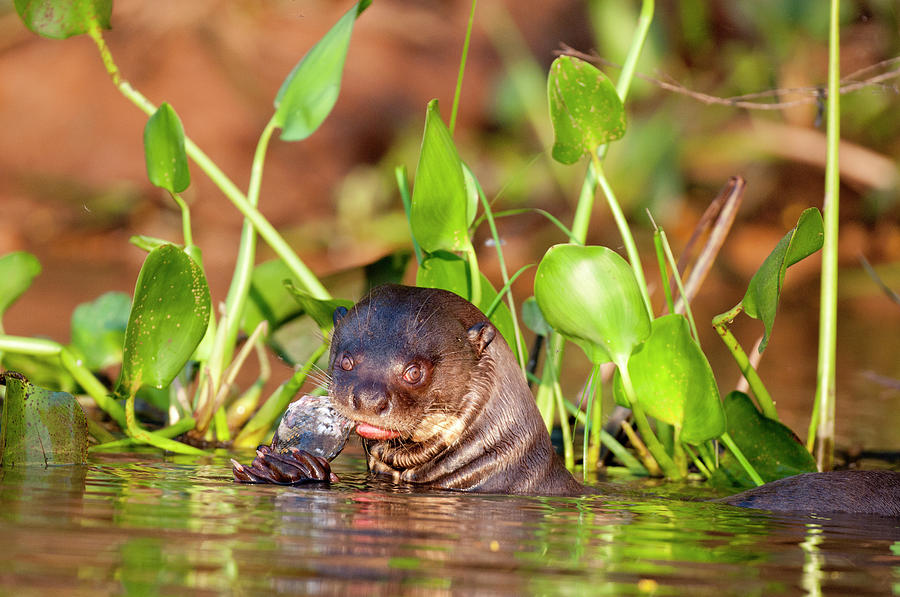 Giant River Otter Photograph by William Mullins | Fine Art America