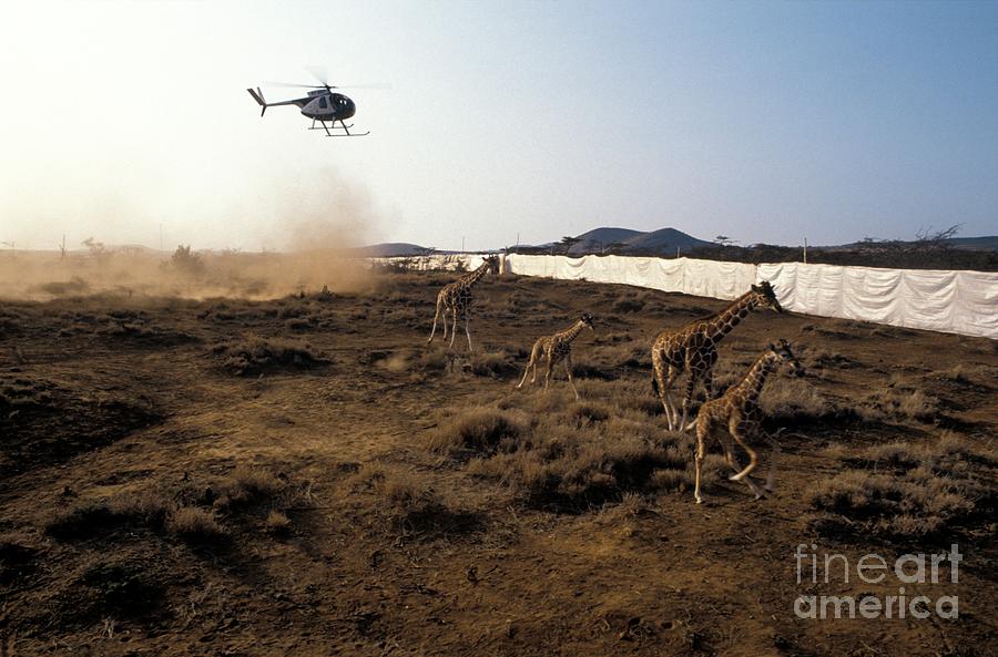 Giraffes Being Translocated #5 Photograph by Patrick Landmann/science Photo Library
