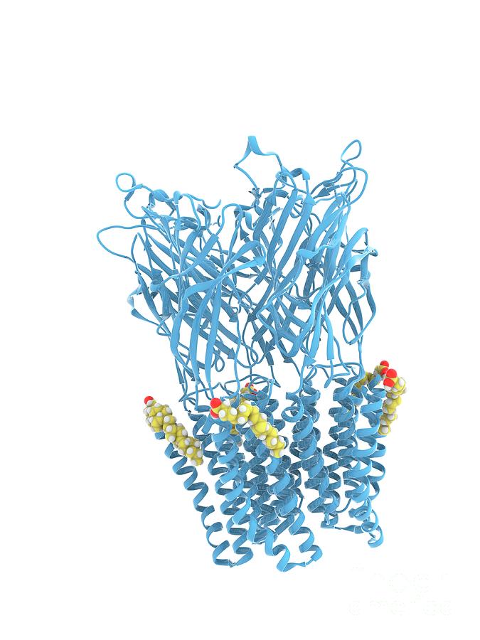 glic-receptor-complexed-with-dha-photograph-by-ramon-andrade-3dciencia