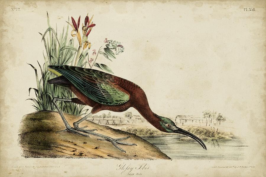 Animal Painting - Glossy Ibis #5 by John James Audubon