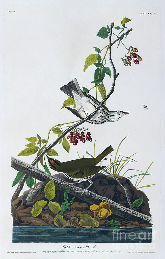 Golden Crowned Thrush Painting by John James Audubon - Fine Art America