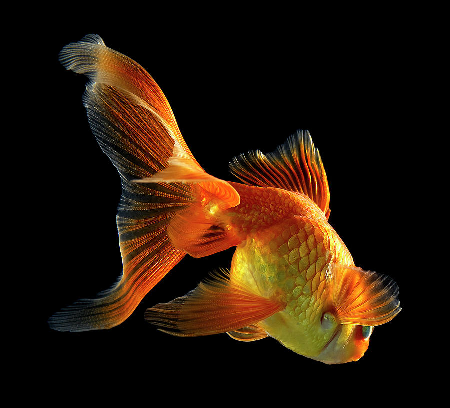Goldfish #5 Photograph by Mark Mawson