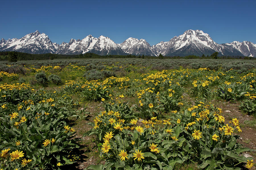 Grand Teton Np, Wy #5 Photograph by Enrique R. Aguirre Aves