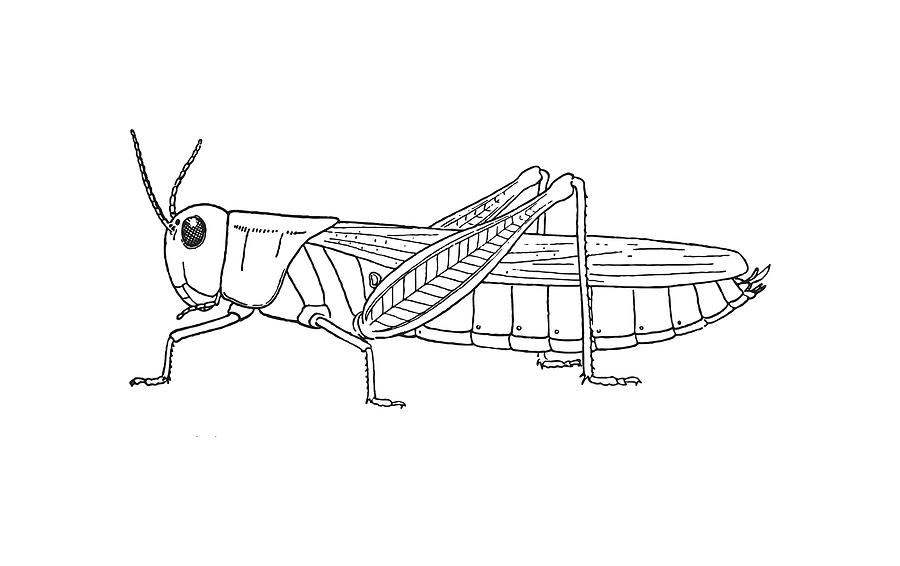 Grasshopper Insect Drawing