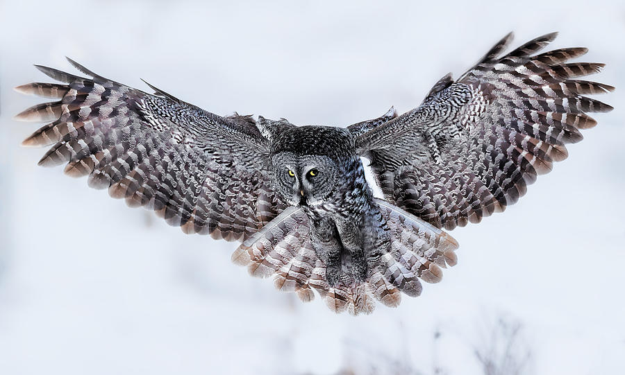 Great Grey Owl In Flight #5 Photograph by Jun Zuo
