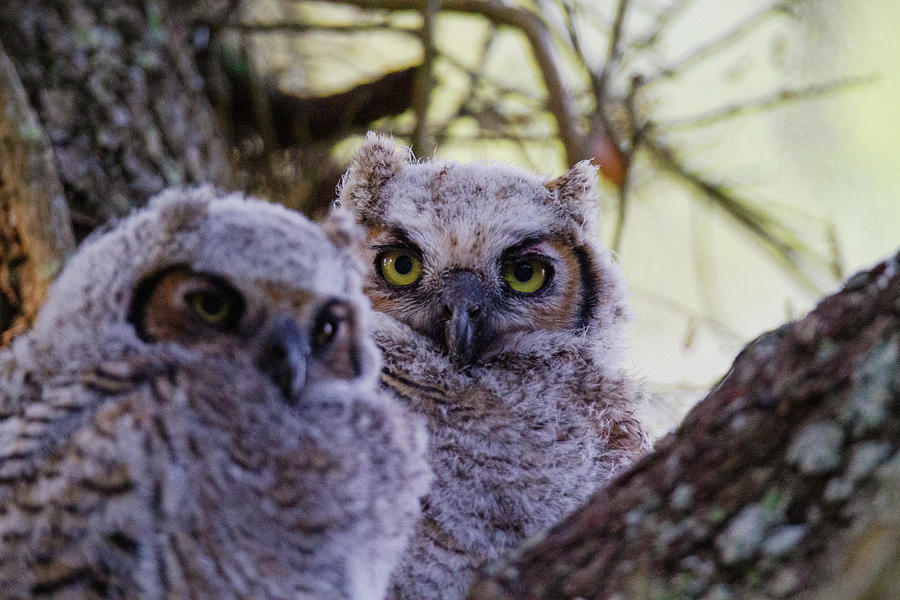 Great Horned Owlets 9 Photograph by Andres Pena - Fine Art America