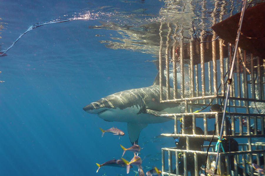 great-white-shark-large-5-meter-photograph-by-stuart-westmorland