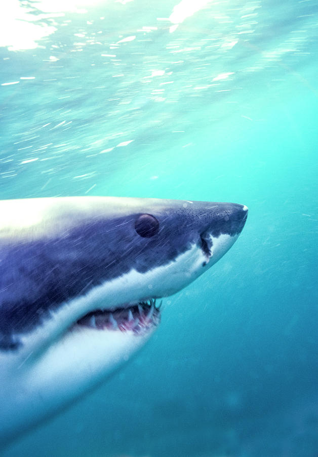 Fish Photograph - Great White Shark, South Africa #5 by Stuart Westmorland