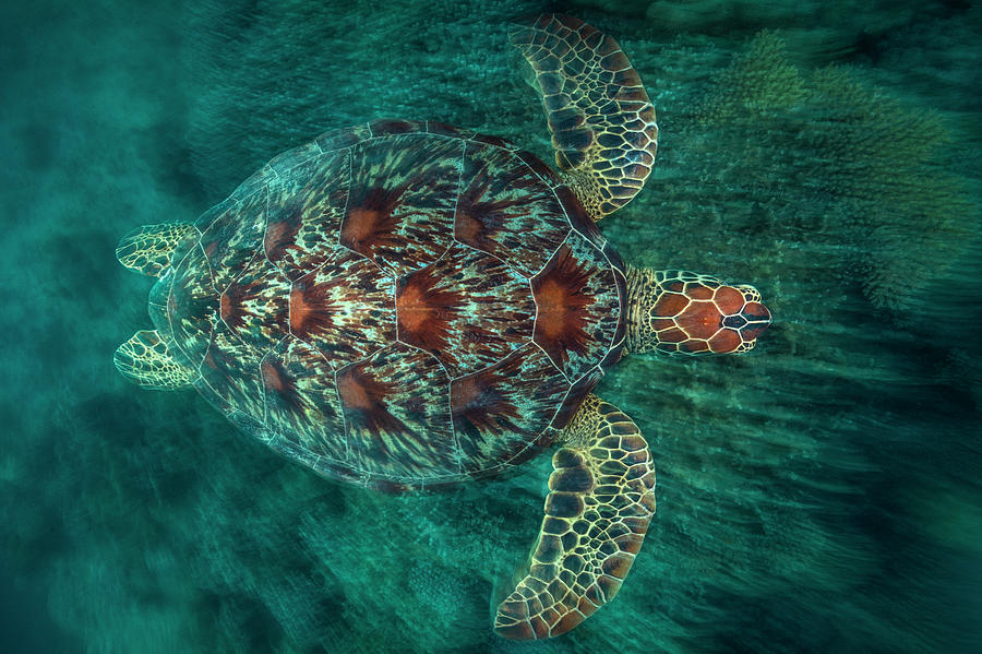 Turtle Photograph - Green Turtle #5 by Barathieu Gabriel