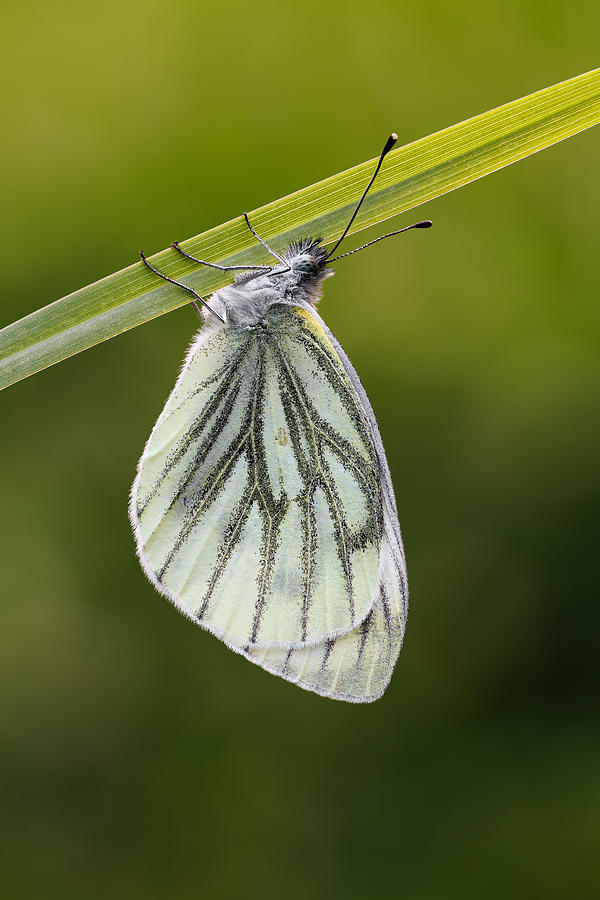 Green-veined White #5 Photograph by Magnus Renmyr
