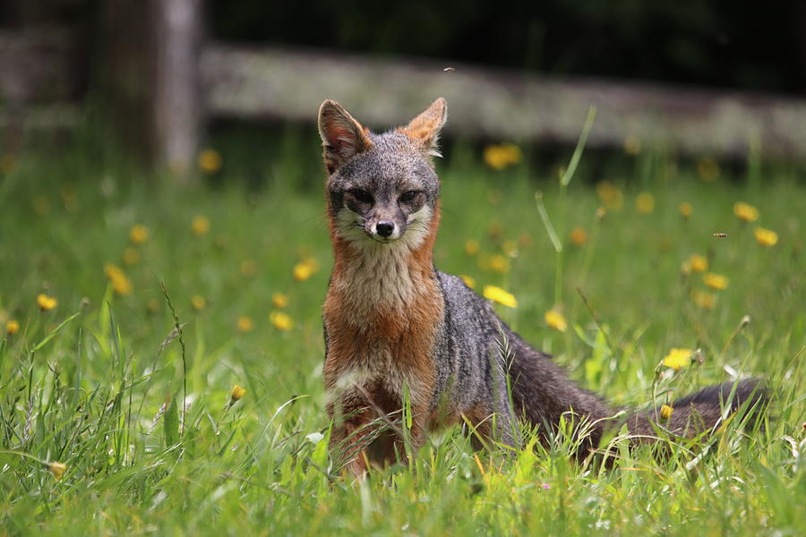 Grey Fox by Paul Comish Grey Fox by Paul Comish