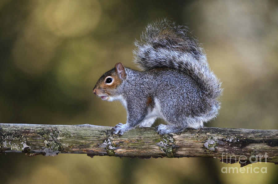 Nature Photograph - Grey Squirrel #5 by Colin Varndell/science Photo Library