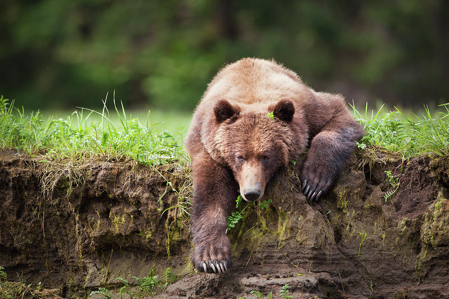 Grizzly Bear Ursus Arctos Horribilis #5 Photograph by Richard Wear / Design Pics