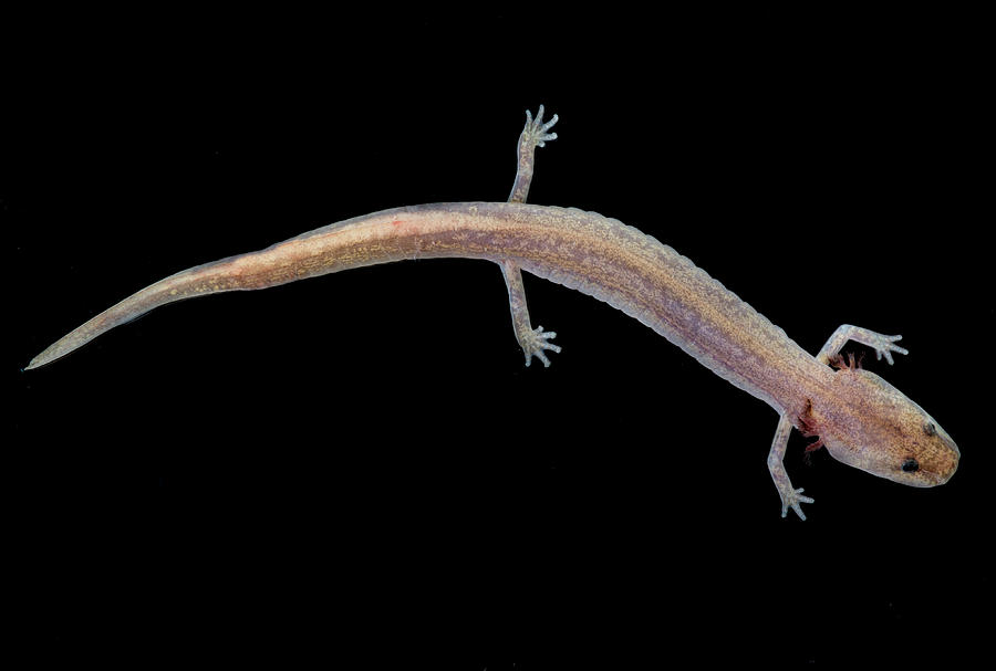 Amphibians Photograph - Grotto Salamander, Eurycea Spelaea #5 by Dante Fenolio