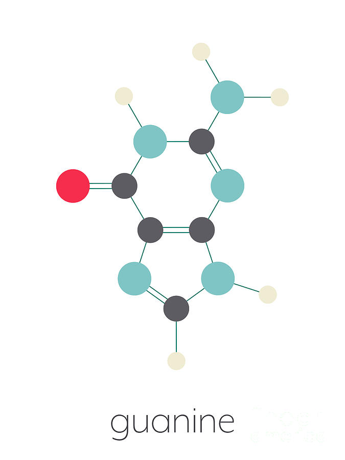 Guanine Purine Nucleobase Molecule Photograph by Molekuul/science Photo ...