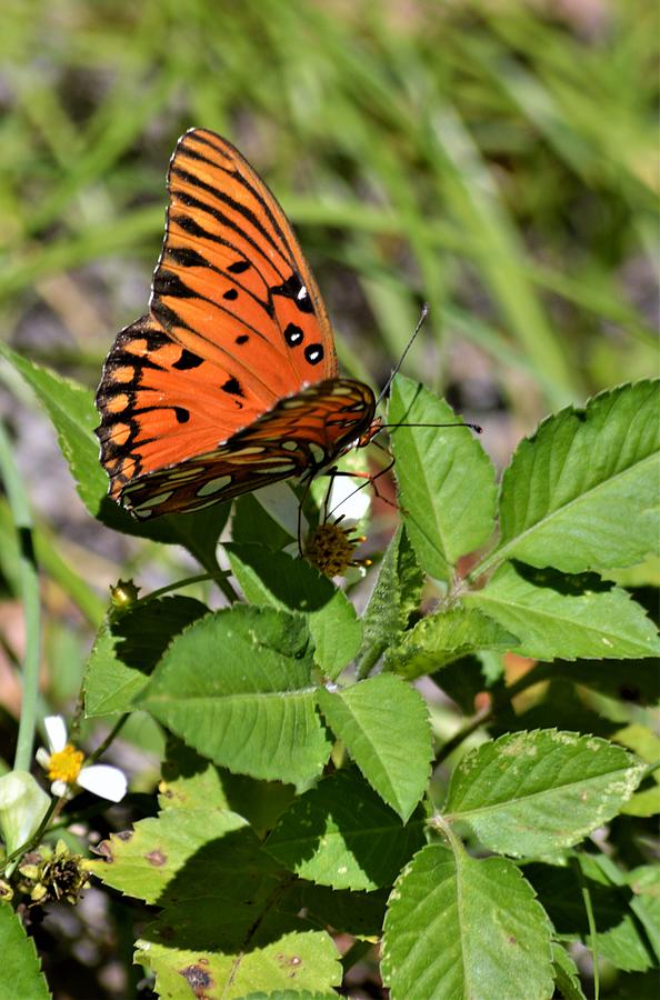 Gulf Fritillary Butterfly #5 Photograph by Warren Thompson