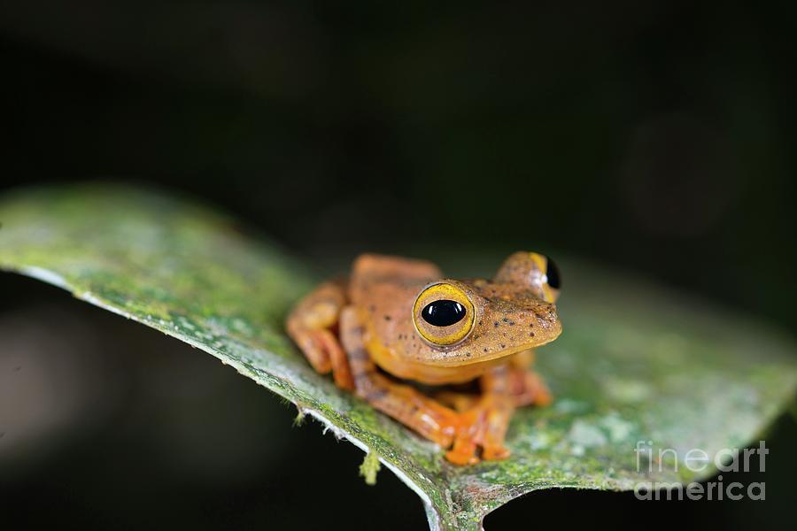 Wildlife Photograph - Harlequin Tree Frog #5 by Scubazoo/science Photo Library
