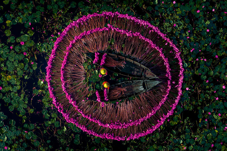 Water Photograph - Harvesting Water Lilies #5 by Tanvir