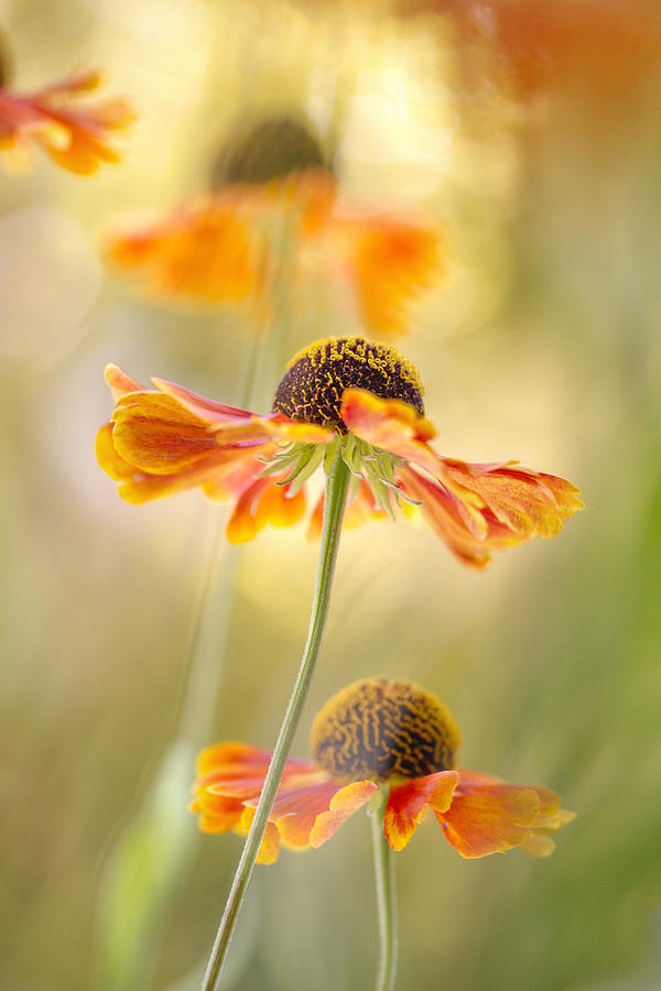 Summer Photograph - Helenium #5 by Mandy Disher