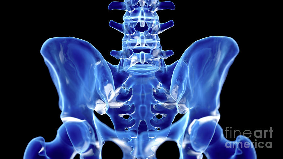 Hip Bone Photograph By Sebastian Kaulitzki Science Photo Library Pixels
