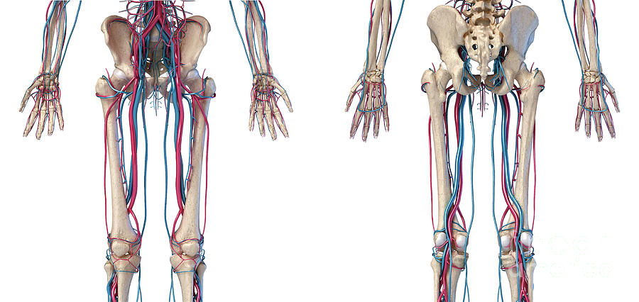  Hip #5 Photograph by Leonello Calvetti/science Photo Library - Pixels