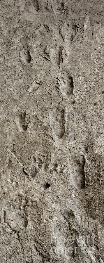 Hominid Footprints #5 Photograph by Javier Trueba/msf/science Photo Library
