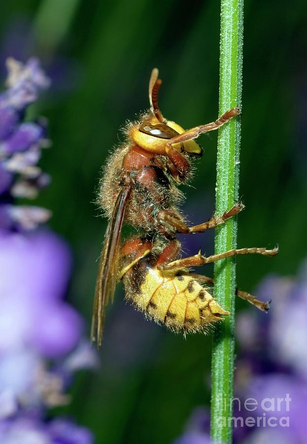 Hornet #5 Photograph by John Devries/science Photo Library