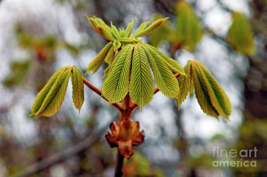 Horse Chestnut (aesculus Hippocastanum) #5 Photograph by Dr Keith Wheeler/science Photo Library