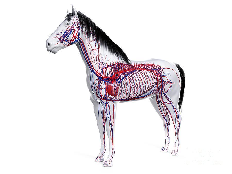 Horse Vascular System #5 by Science Photo Library