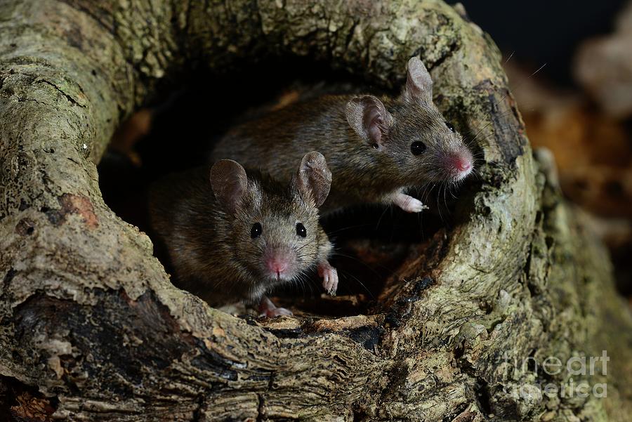 House Mouse #5 Photograph by Colin Varndell/science Photo Library