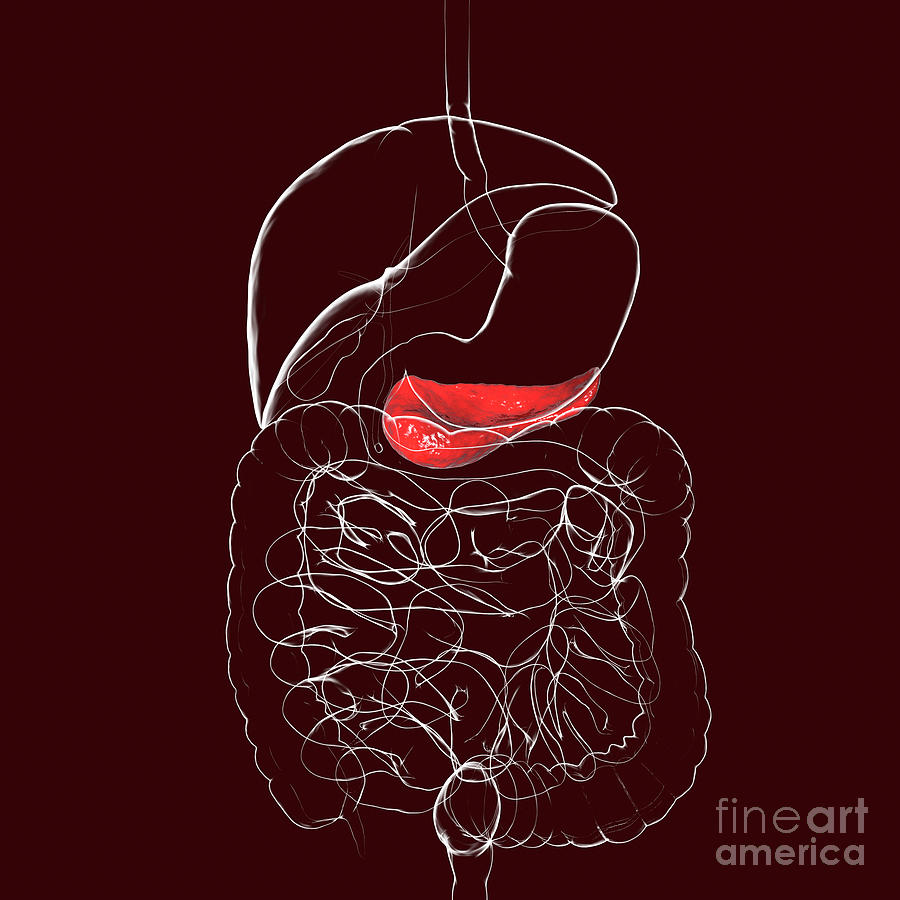 Human Pancreas #5 Photograph by Kateryna Kon/science Photo Library