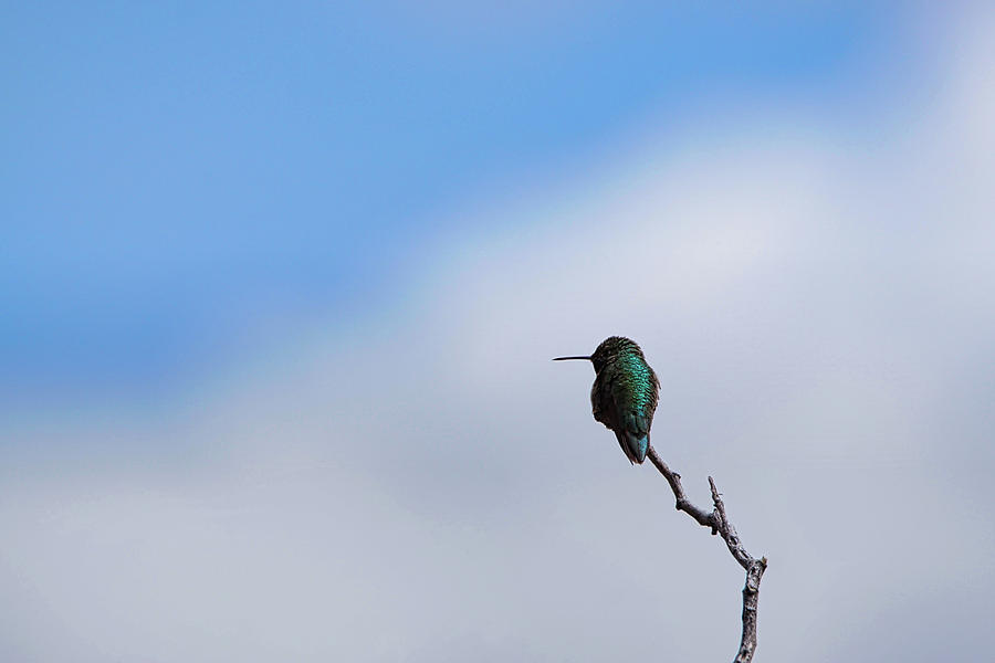 Hummingbird #5 Photograph by Ernest Echols