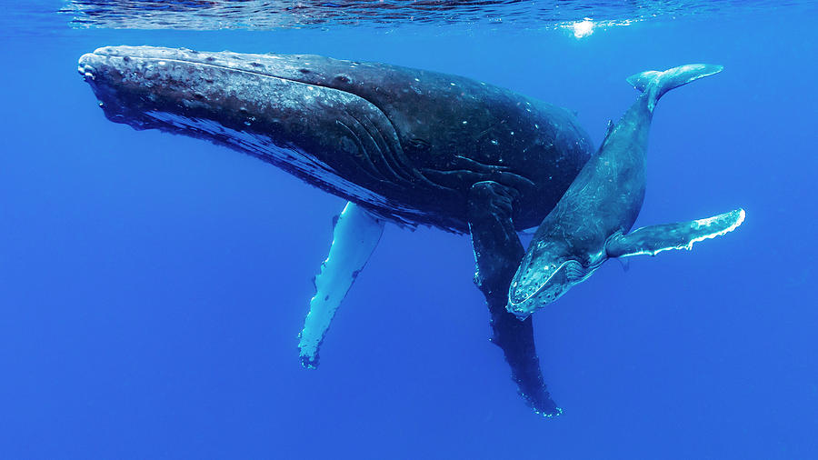 Humpback Whale Megaptera Novaeangliae #5 Photograph by Bruce Shafer