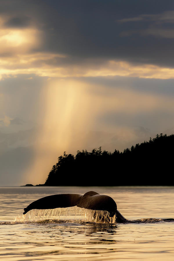 Humpback Whale  Megaptera Novaeangliae #5 Photograph by John Hyde