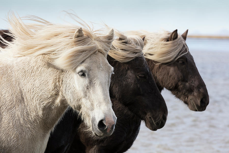 Icelandic Horses, Iceland #5 Digital Art by Tim Mannakee
