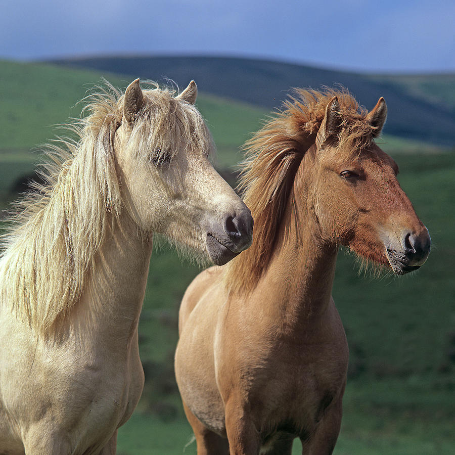 Icelandic Horses #5 Digital Art by Robert Maier