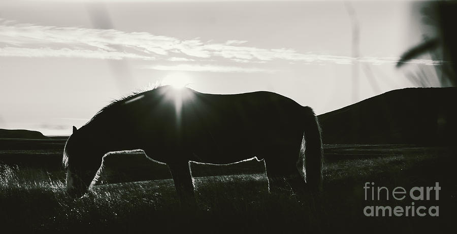 Icelandic landscapes, sunset in a meadow with horses grazing  backlight #5 Photograph by Joaquin Corbalan