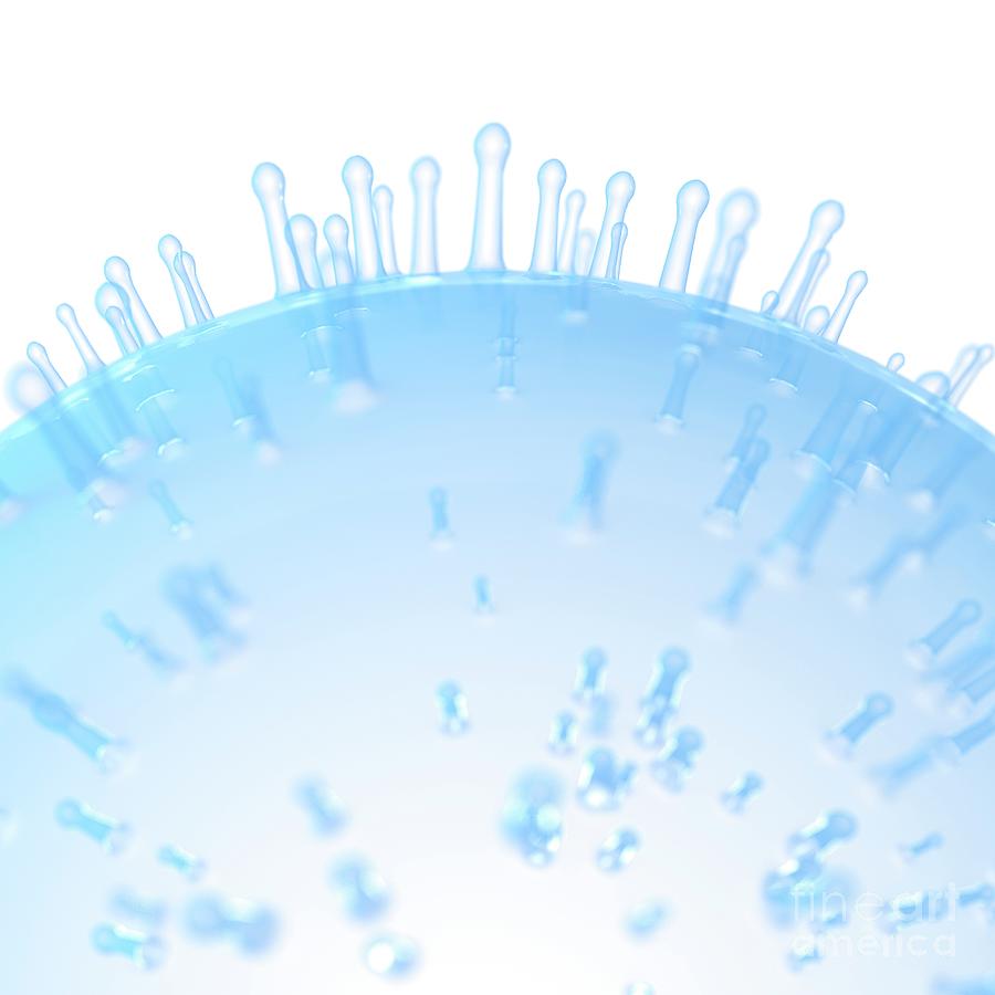 Illustration Of A Cell Membrane #5 Photograph by Sebastian Kaulitzki/science Photo Library