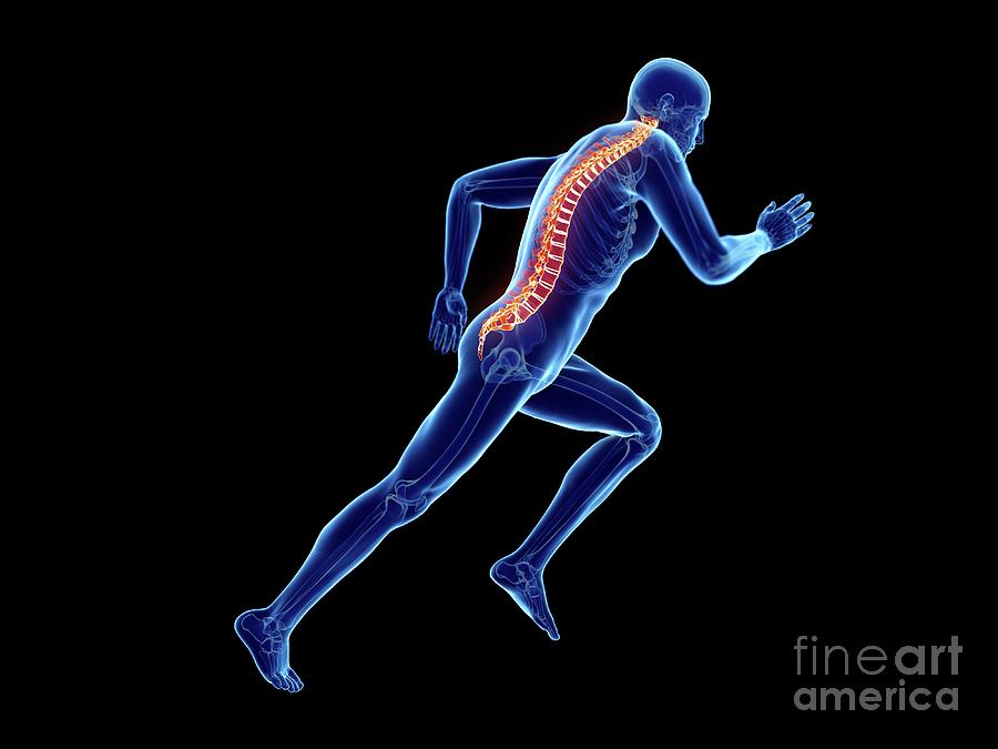 Illustration Of A Joggers Spine #5 Photograph by Sebastian Kaulitzki/science Photo Library