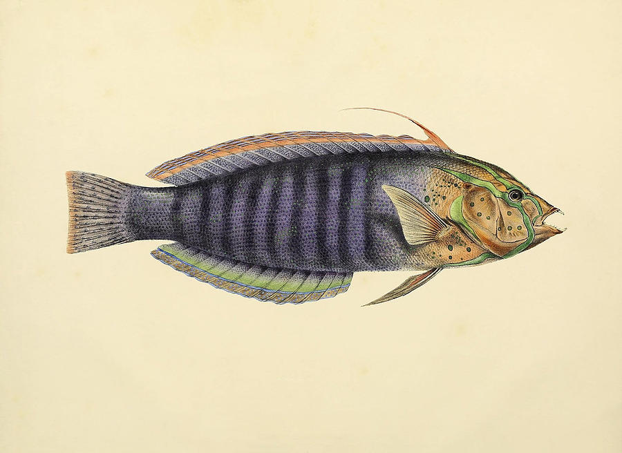 Fish Painting - Illustration Of Acanthopterygii #5 by Science Source