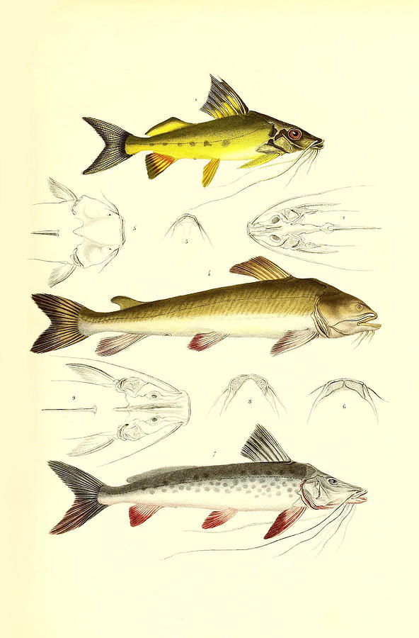 Illustration Of South American Catfish #5 Painting by Science Source