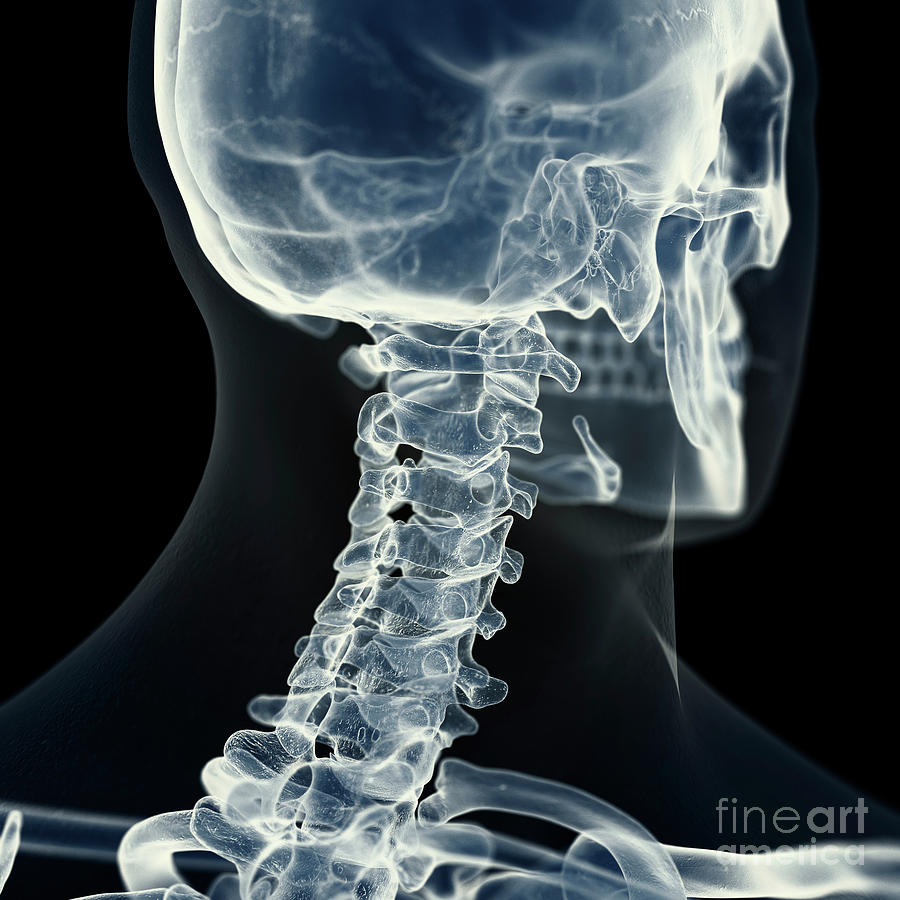 Illustration Of The Cervical Spine Photograph by Sebastian Kaulitzki ...